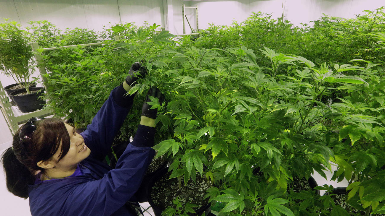 grower